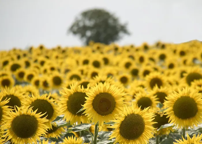 Logis La Tour - Orangerie 펜션